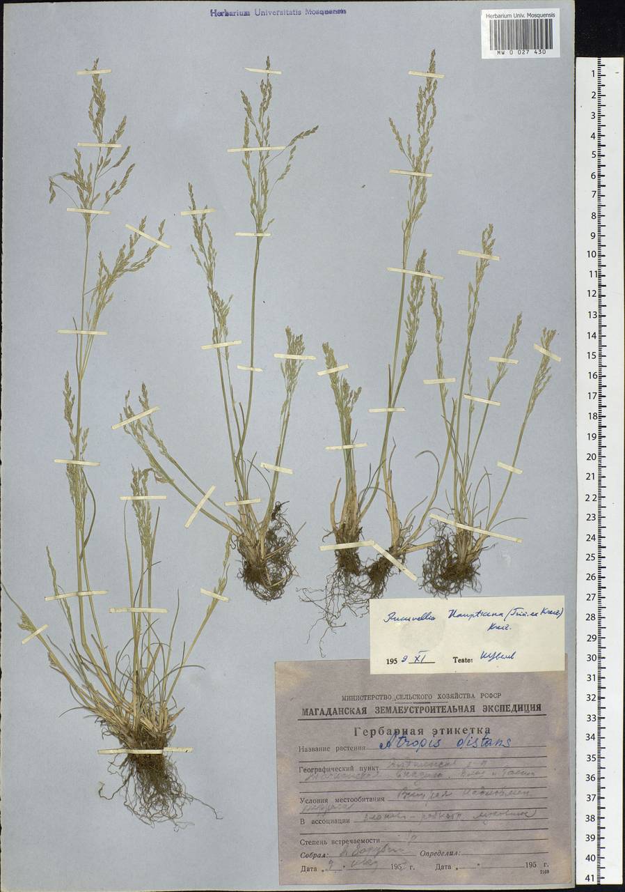 Puccinellia hauptiana (V.I.Krecz.) Kitag., Siberia, Chukotka & Kamchatka (S7) (Russia)