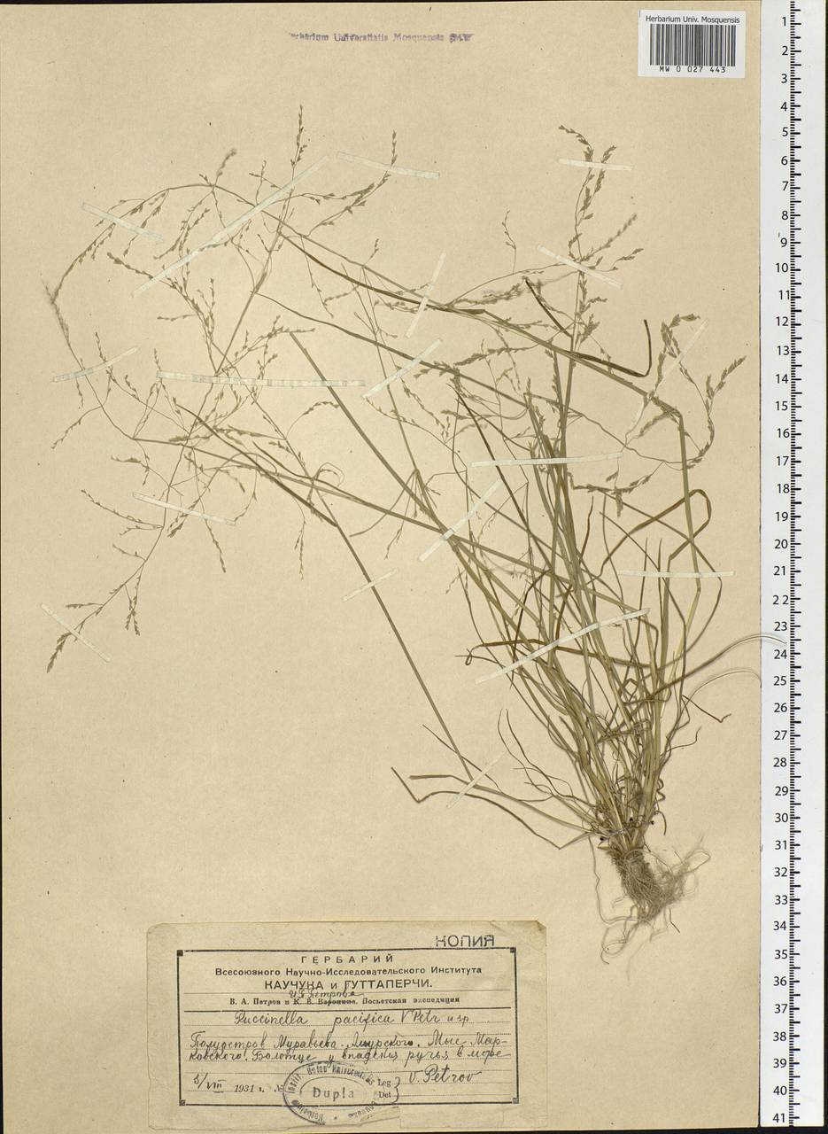 Puccinellia hauptiana (V.I.Krecz.) Kitag., Siberia, Russian Far East (S6) (Russia)
