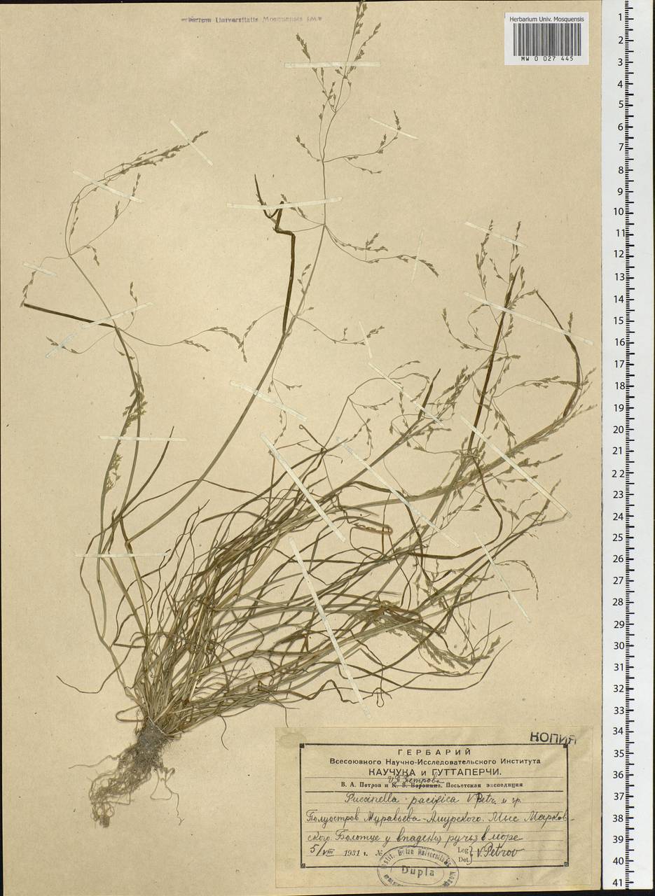 Puccinellia hauptiana (V.I.Krecz.) Kitag., Siberia, Russian Far East (S6) (Russia)