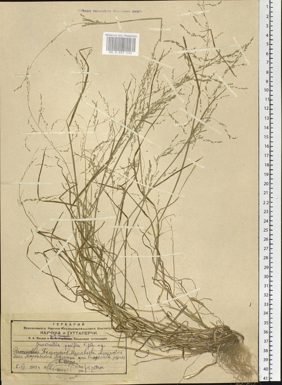 Puccinellia hauptiana (V.I.Krecz.) Kitag., Siberia, Russian Far East (S6) (Russia)