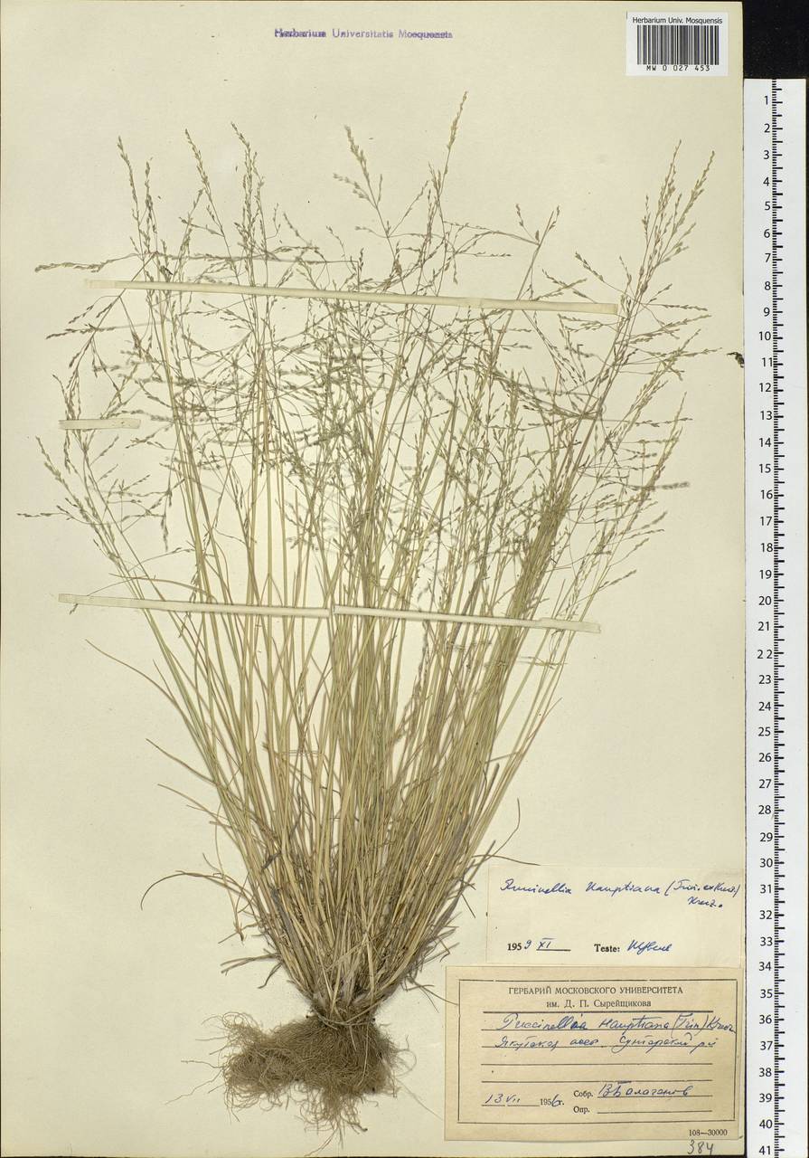 Puccinellia hauptiana (V.I.Krecz.) Kitag., Siberia, Yakutia (S5) (Russia)