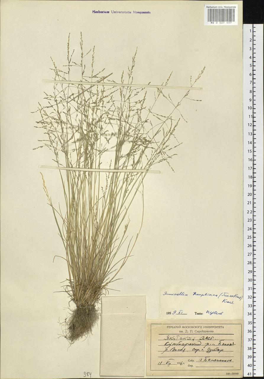 Puccinellia hauptiana (V.I.Krecz.) Kitag., Siberia, Yakutia (S5) (Russia)