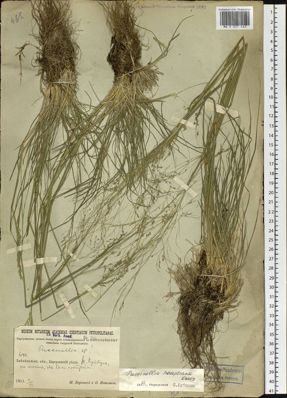 Puccinellia hauptiana (V.I.Krecz.) Kitag., Siberia, Baikal & Transbaikal region (S4) (Russia)