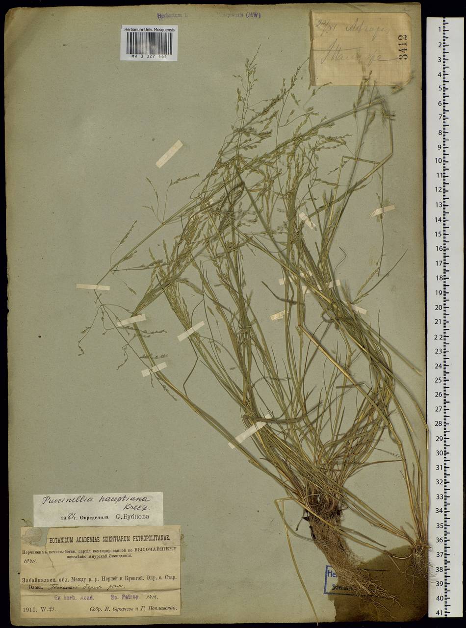 Puccinellia hauptiana (V.I.Krecz.) Kitag., Siberia, Baikal & Transbaikal region (S4) (Russia)