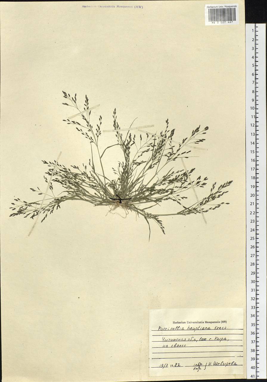 Puccinellia hauptiana (V.I.Krecz.) Kitag., Siberia, Baikal & Transbaikal region (S4) (Russia)