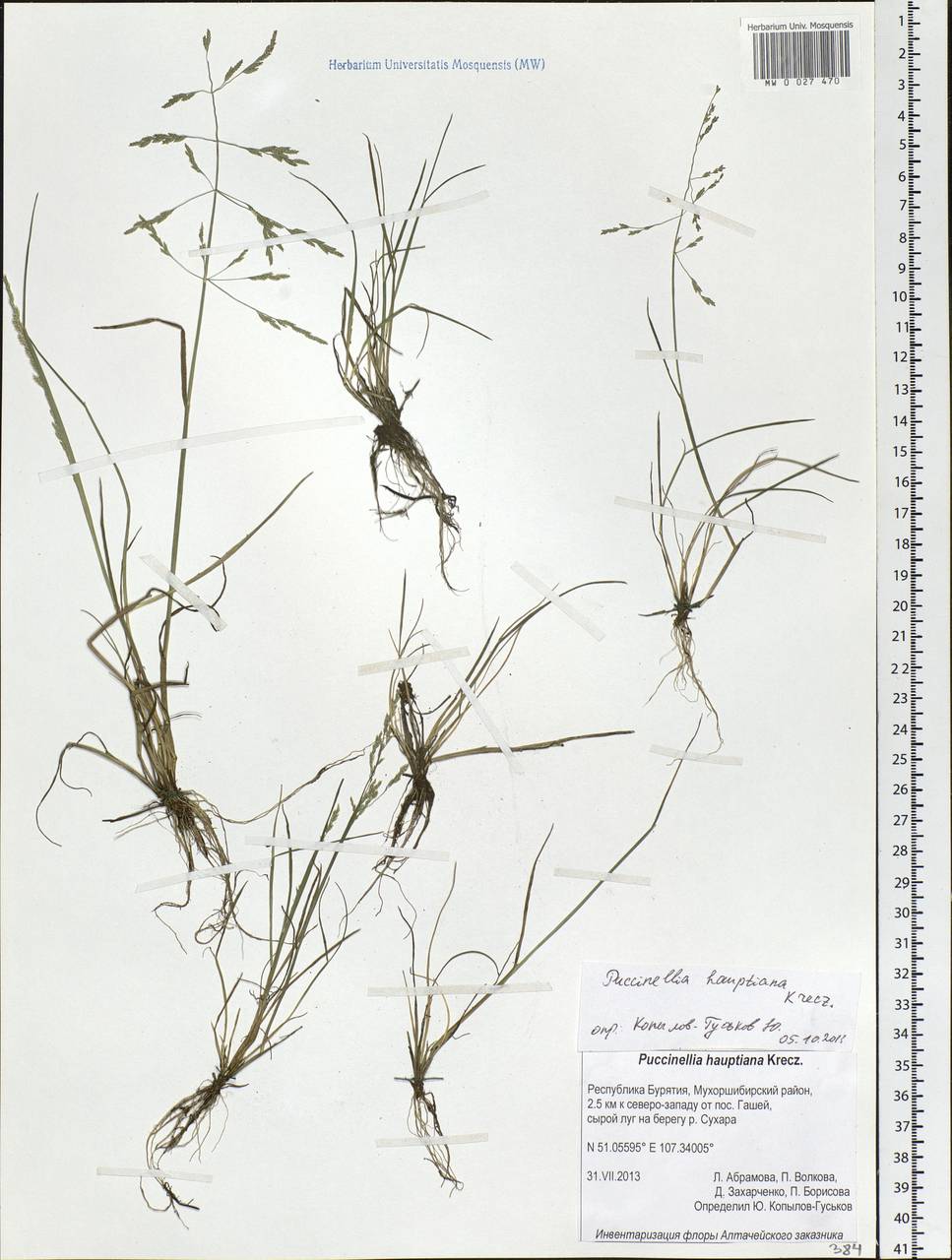 Puccinellia hauptiana (V.I.Krecz.) Kitag., Siberia, Baikal & Transbaikal region (S4) (Russia)