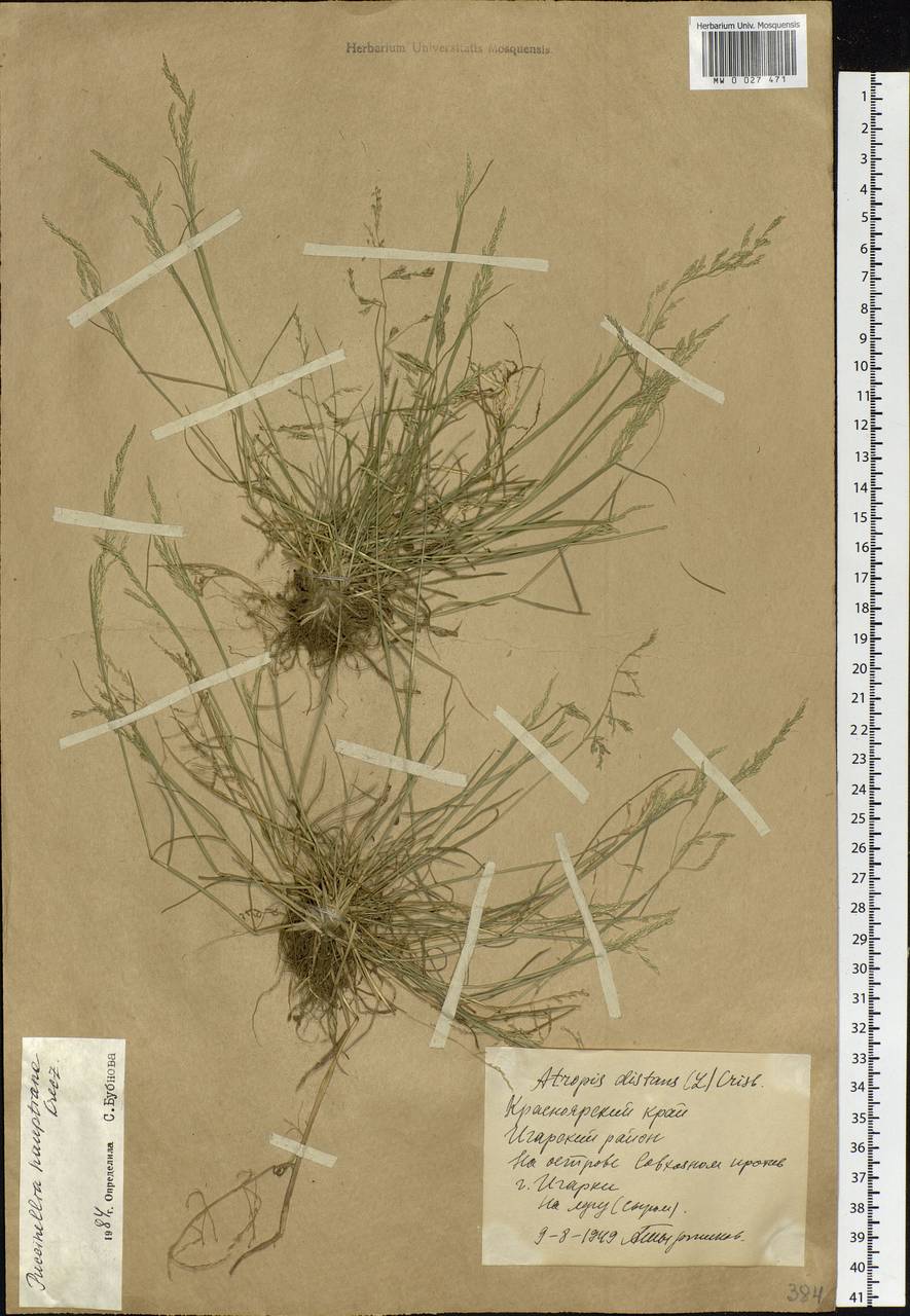 Puccinellia hauptiana (V.I.Krecz.) Kitag., Siberia, Central Siberia (S3) (Russia)