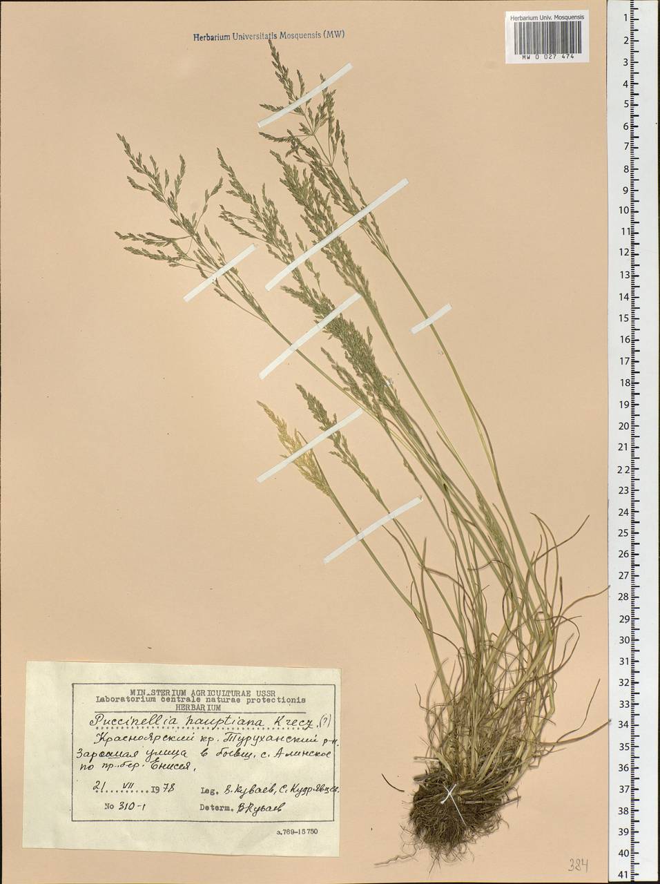 Puccinellia hauptiana (V.I.Krecz.) Kitag., Siberia, Central Siberia (S3) (Russia)