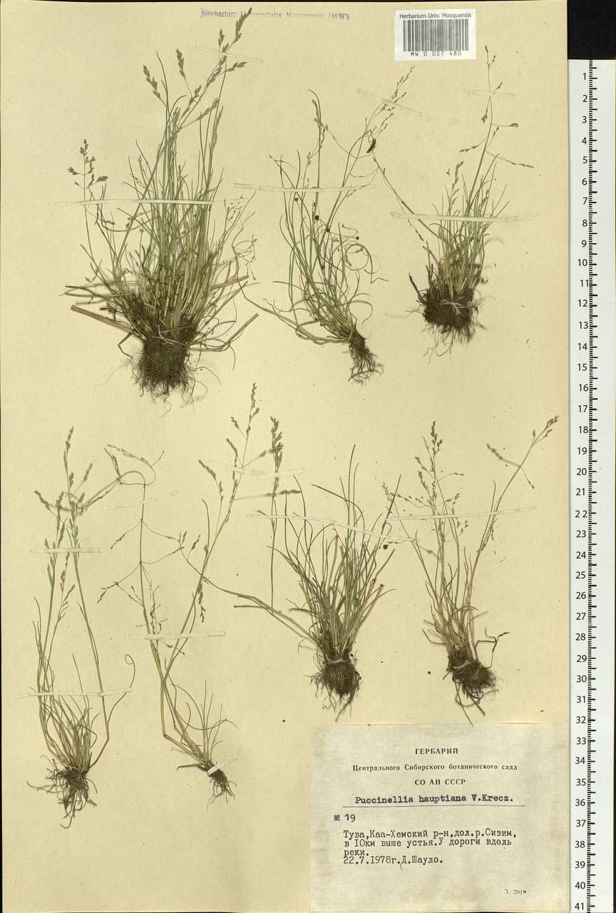 Puccinellia hauptiana (V.I.Krecz.) Kitag., Siberia, Altai & Sayany Mountains (S2) (Russia)