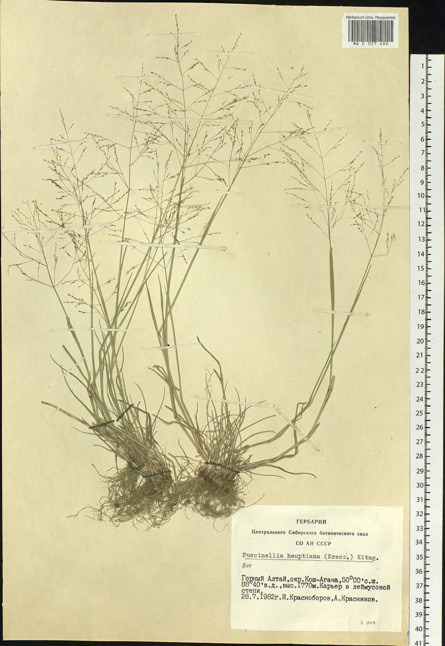 Puccinellia hauptiana (V.I.Krecz.) Kitag., Siberia, Altai & Sayany Mountains (S2) (Russia)