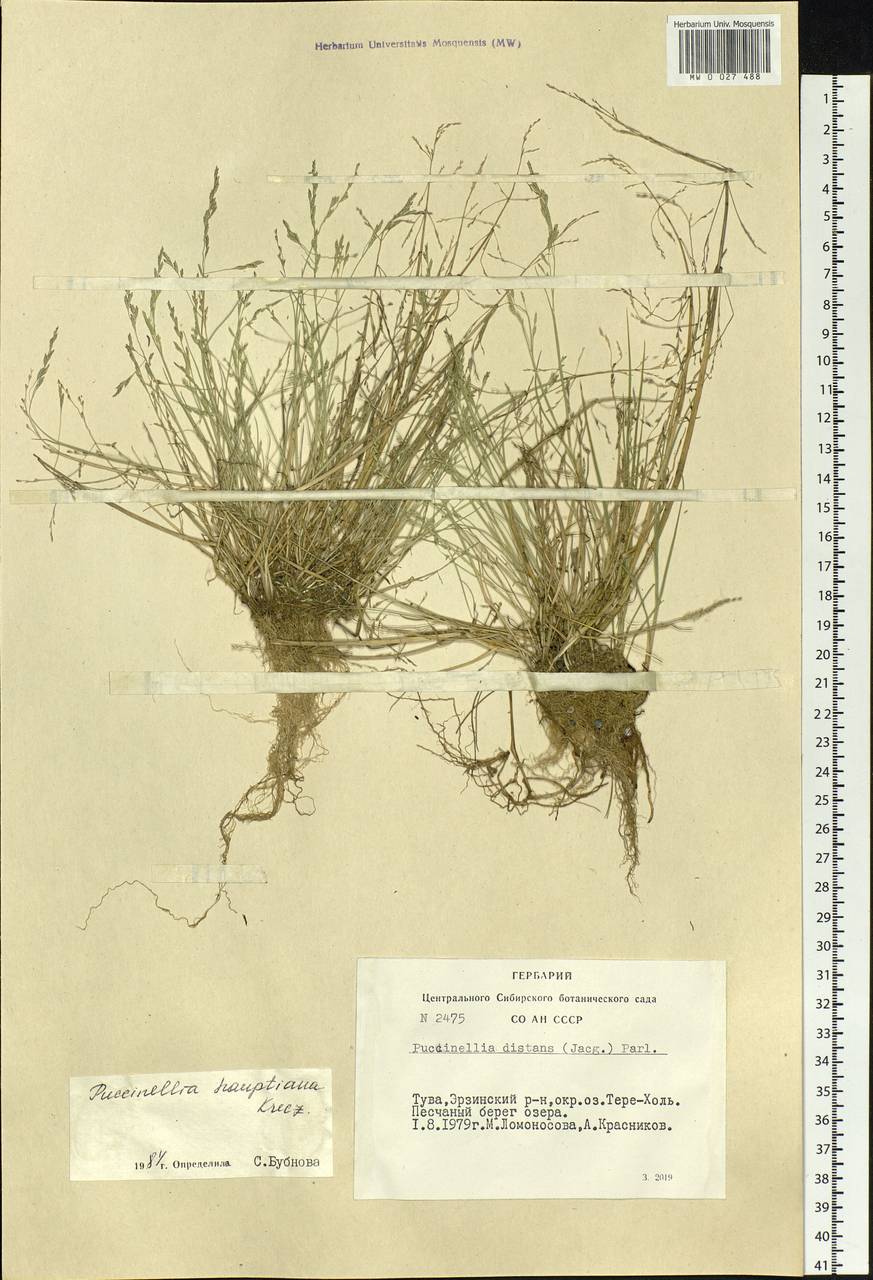Puccinellia hauptiana (V.I.Krecz.) Kitag., Siberia, Altai & Sayany Mountains (S2) (Russia)