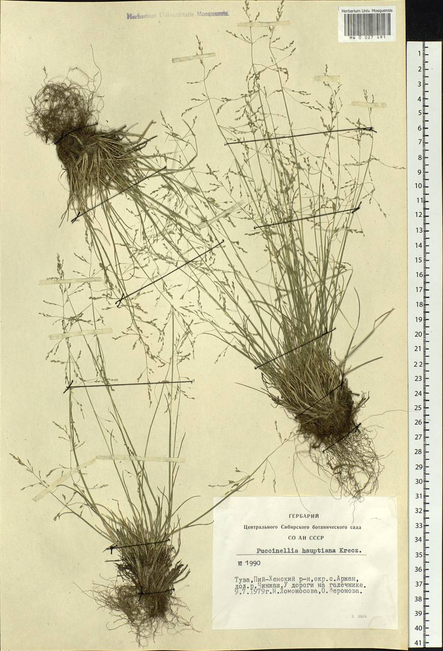 Puccinellia hauptiana (V.I.Krecz.) Kitag., Siberia, Altai & Sayany Mountains (S2) (Russia)
