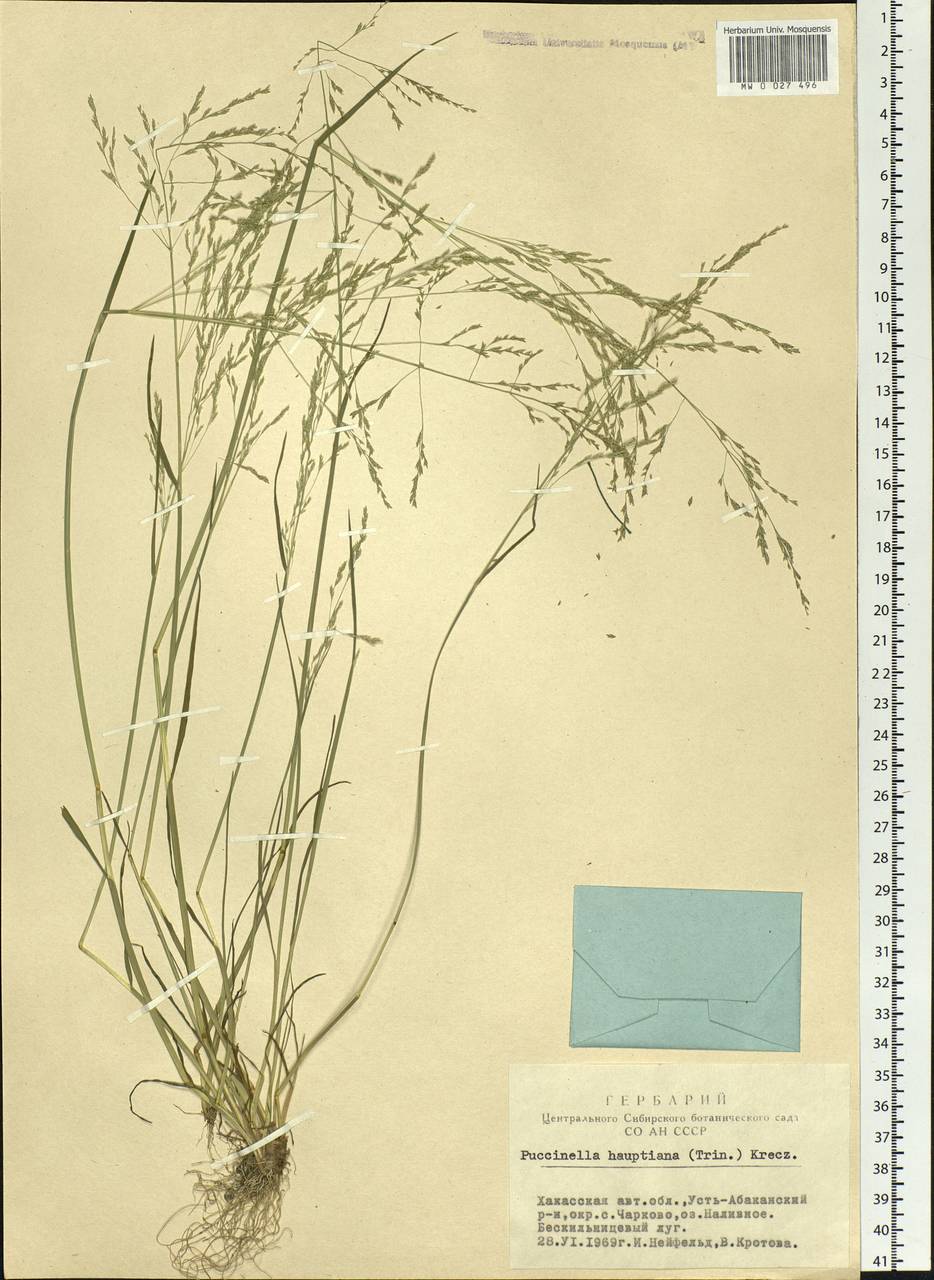 Puccinellia hauptiana (V.I.Krecz.) Kitag., Siberia, Altai & Sayany Mountains (S2) (Russia)