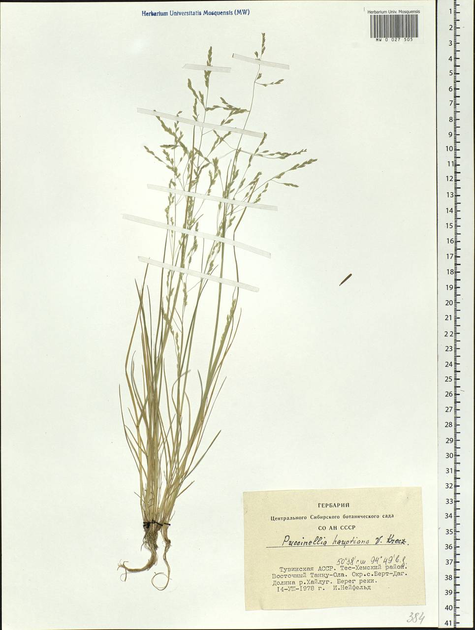 Puccinellia hauptiana (V.I.Krecz.) Kitag., Siberia, Altai & Sayany Mountains (S2) (Russia)