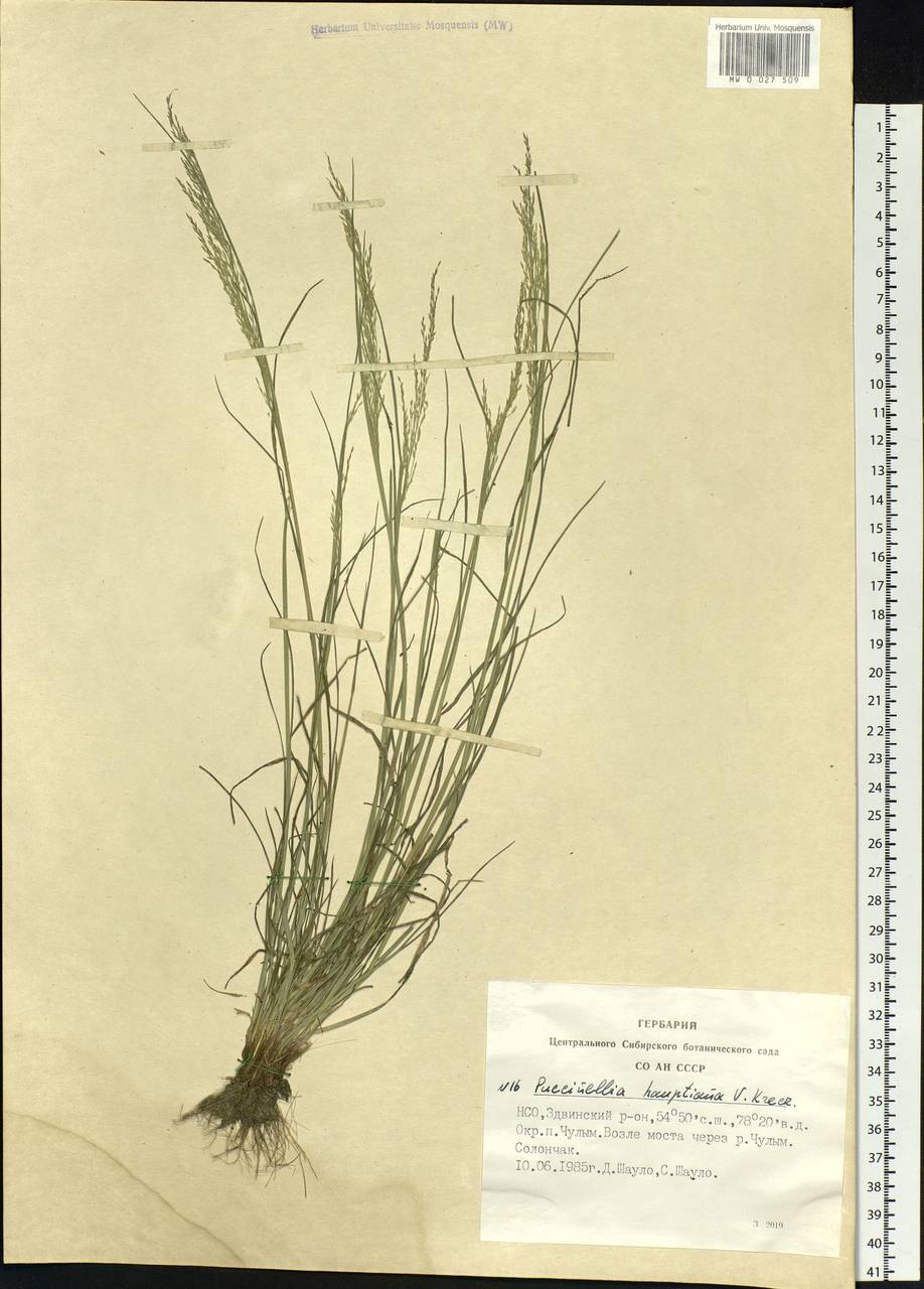 Puccinellia hauptiana (V.I.Krecz.) Kitag., Siberia, Western Siberia (S1) (Russia)