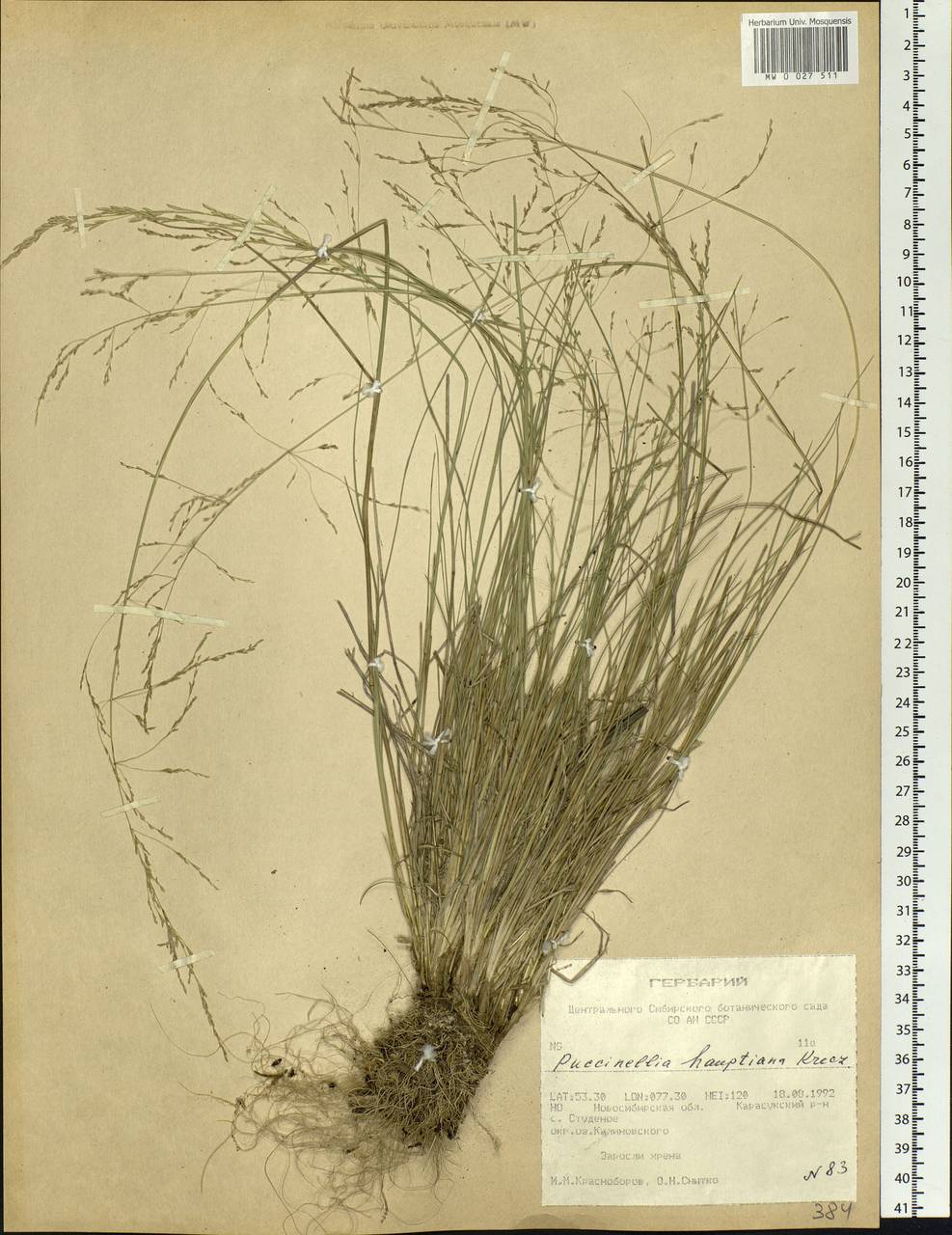 Puccinellia hauptiana (V.I.Krecz.) Kitag., Siberia, Western Siberia (S1) (Russia)