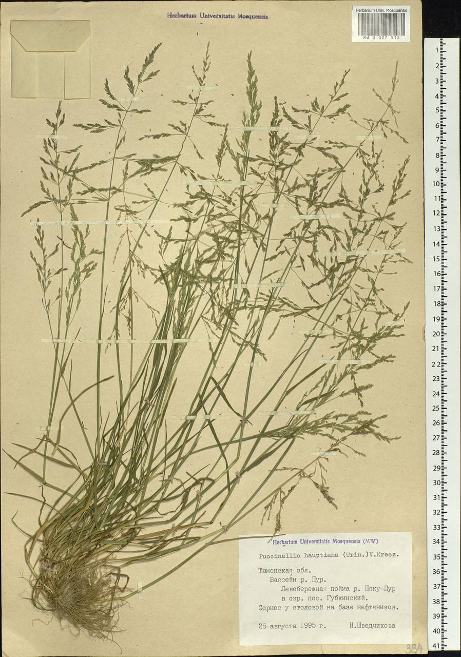 Puccinellia hauptiana (V.I.Krecz.) Kitag., Siberia, Western Siberia (S1) (Russia)