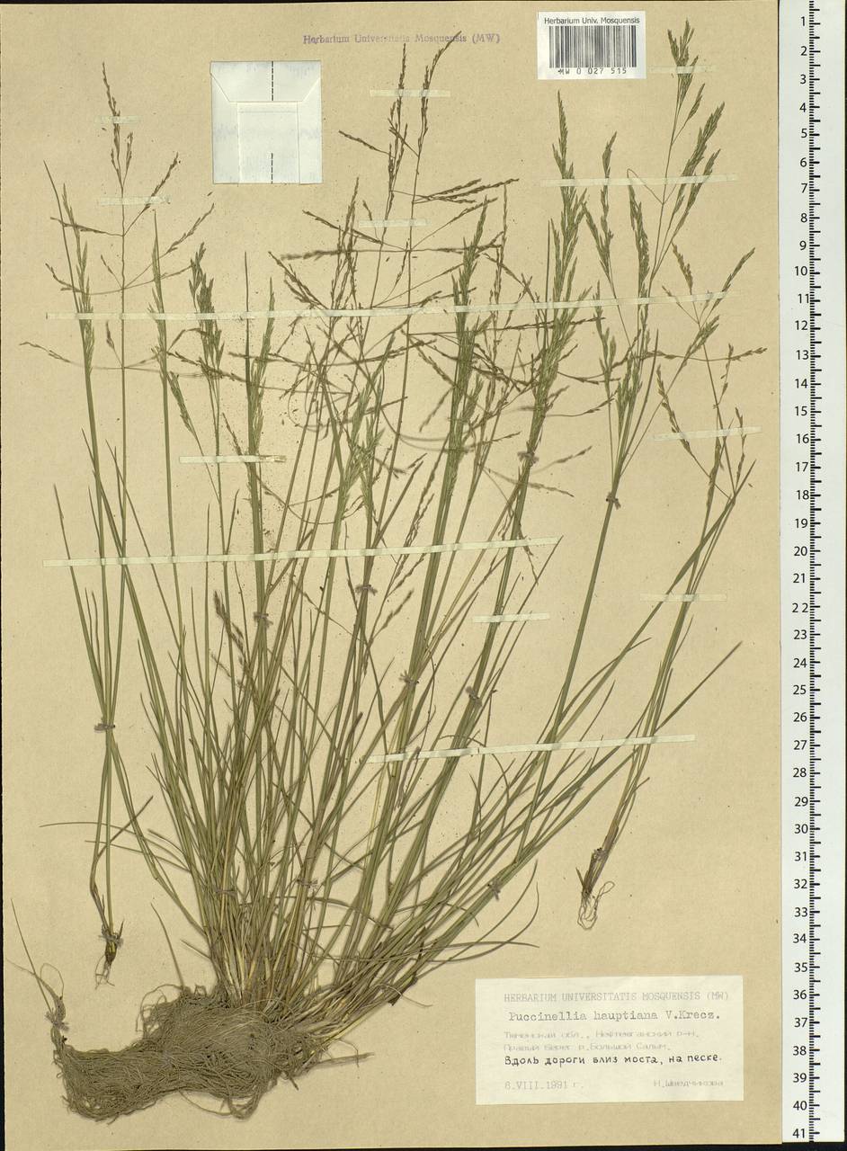 Puccinellia hauptiana (V.I.Krecz.) Kitag., Siberia, Western Siberia (S1) (Russia)