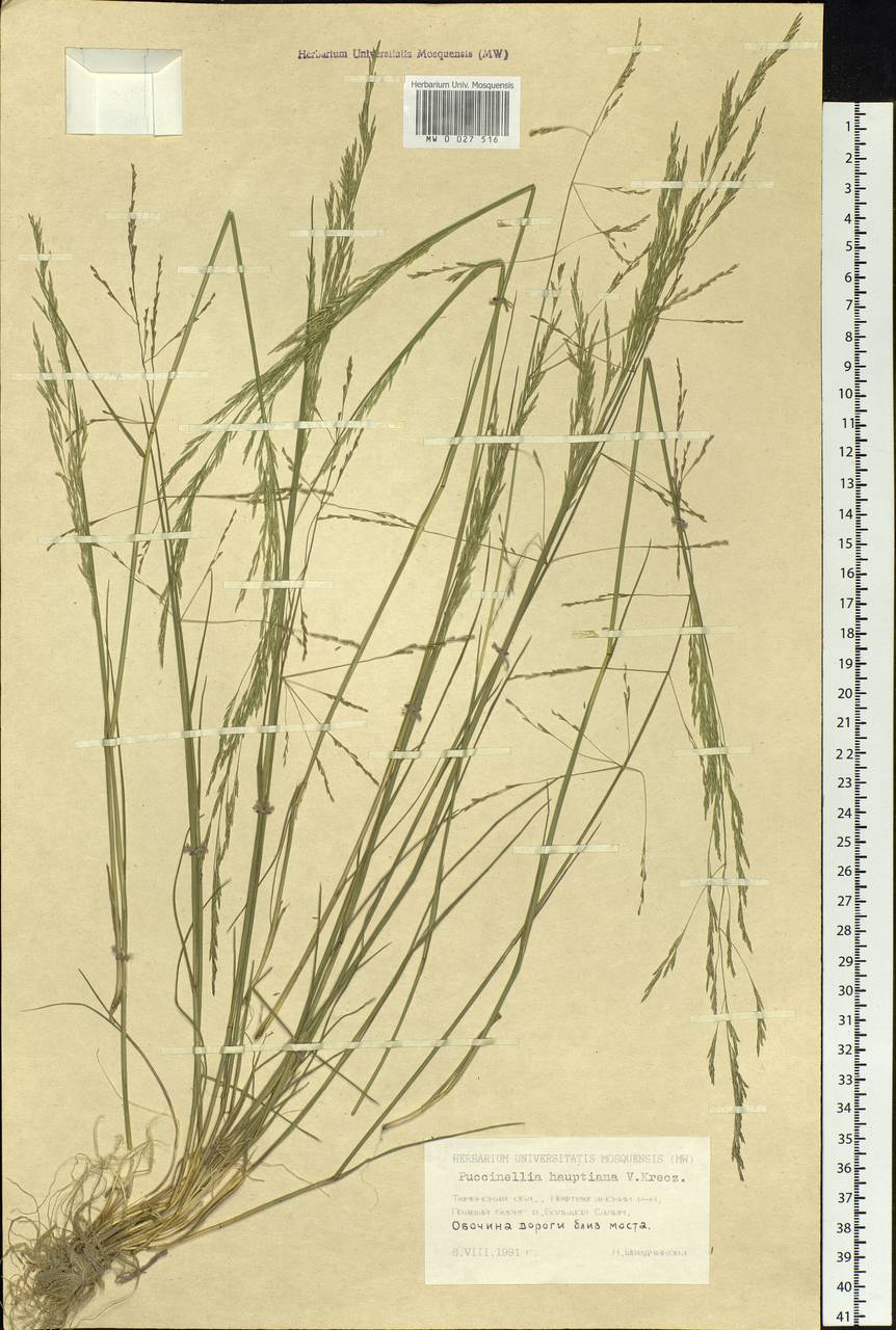 Puccinellia hauptiana (V.I.Krecz.) Kitag., Siberia, Western Siberia (S1) (Russia)