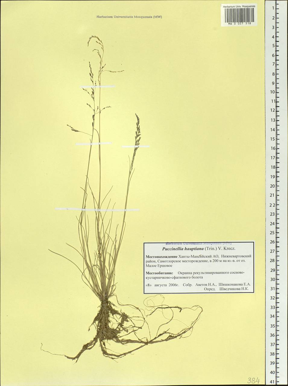 Puccinellia hauptiana (V.I.Krecz.) Kitag., Siberia, Western Siberia (S1) (Russia)