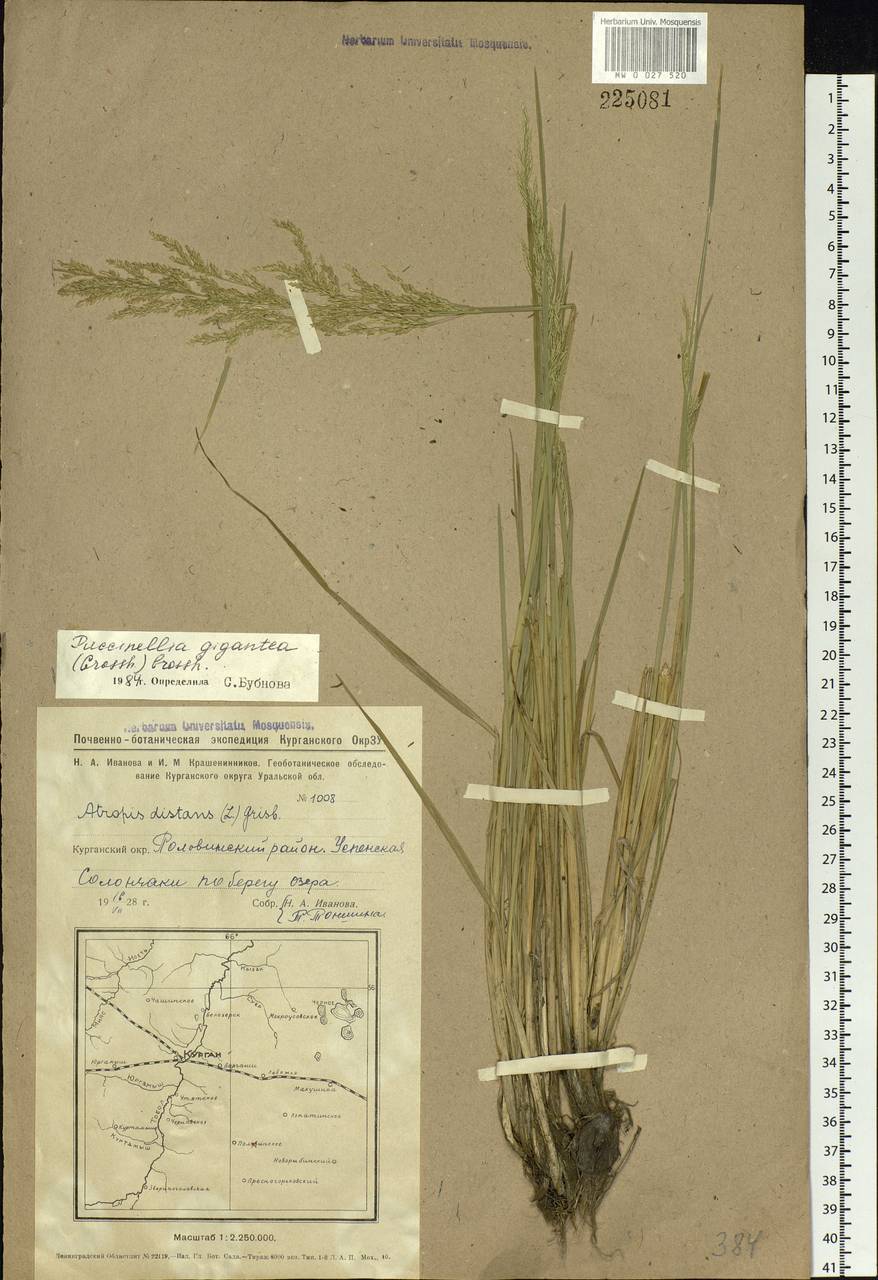 Puccinellia gigantea (Grossh.) Grossh., Siberia, Western Siberia (S1) (Russia)
