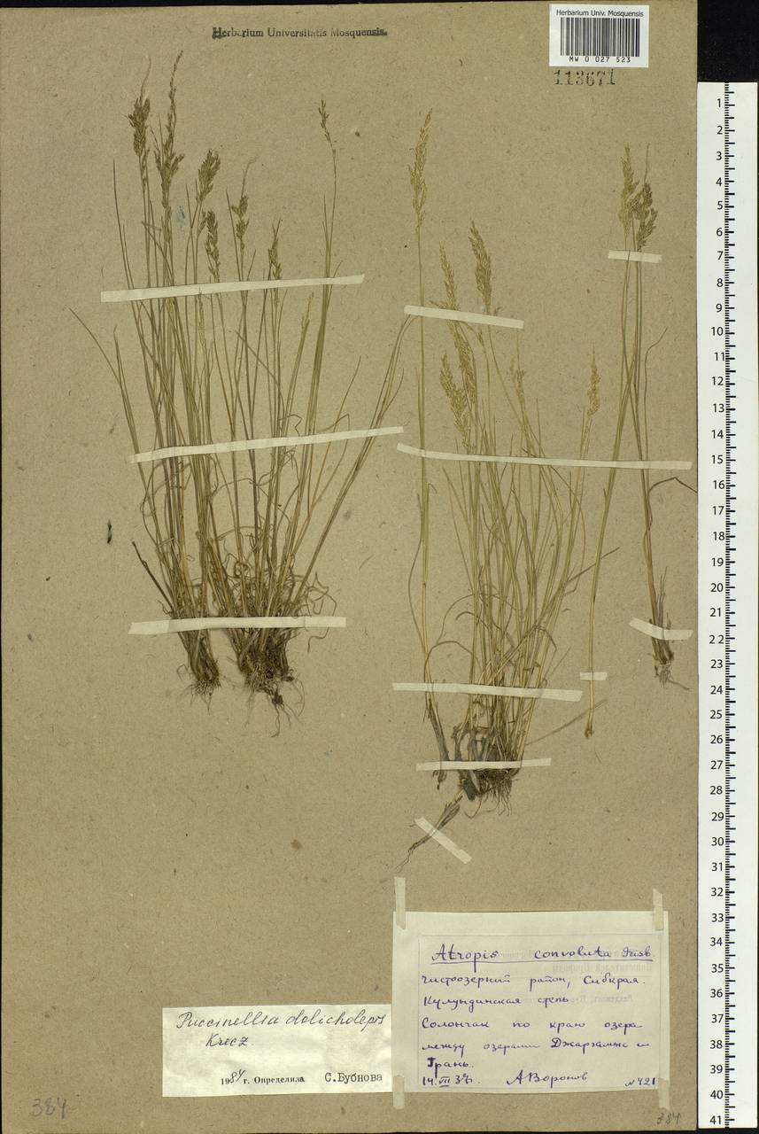 Puccinellia dolicholepis (V.I.Krecz.) Pavlov, Siberia, Western Siberia (S1) (Russia)