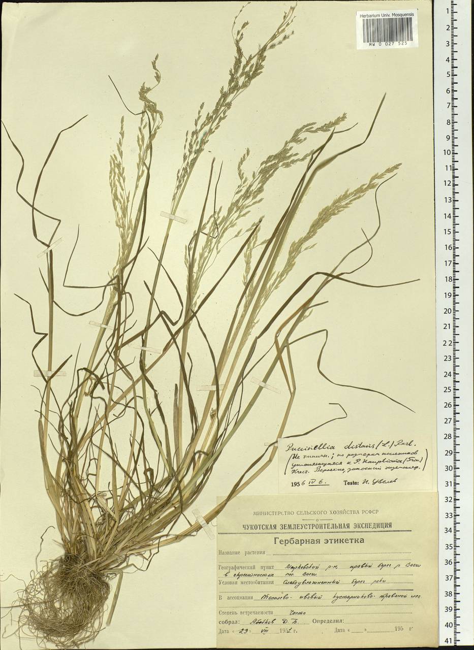 Puccinellia distans (Jacq.) Parl., Siberia, Chukotka & Kamchatka (S7) (Russia)