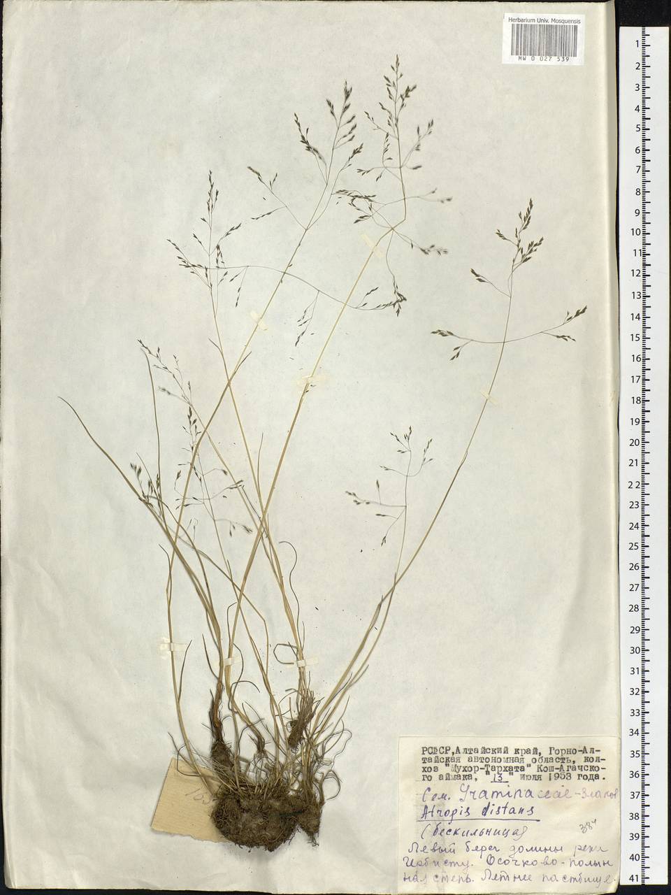 Puccinellia distans (Jacq.) Parl., Siberia, Altai & Sayany Mountains (S2) (Russia)