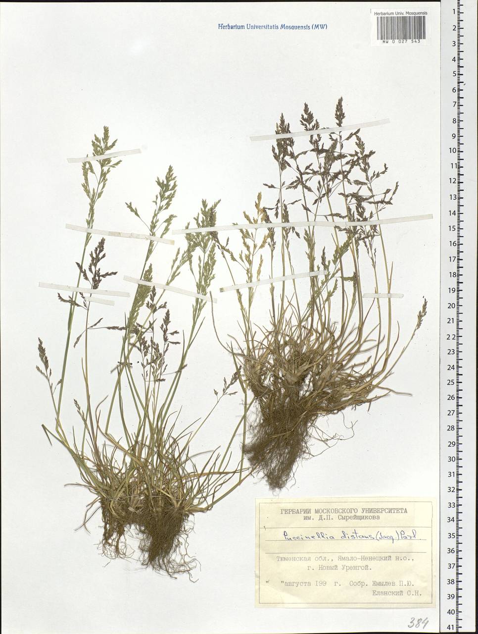 Puccinellia distans (Jacq.) Parl., Siberia, Western Siberia (S1) (Russia)