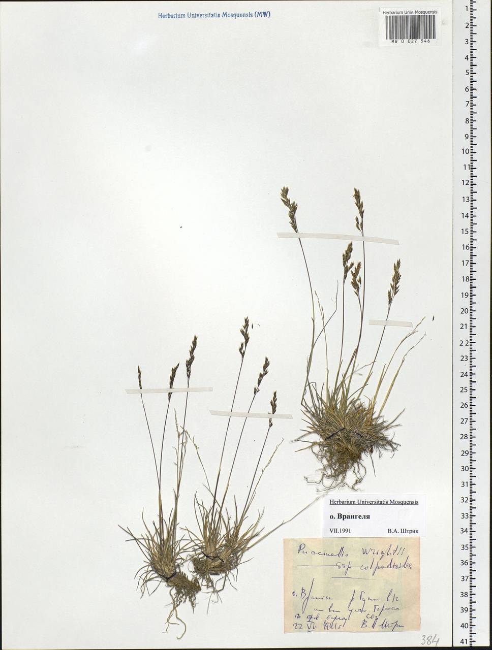 Puccinellia wrightii (Scribn. & Merr.) Tzvelev, Siberia, Chukotka & Kamchatka (S7) (Russia)