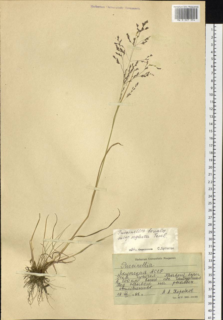 Puccinellia nuttalliana (Schult.) Hitchc., Siberia, Yakutia (S5) (Russia)