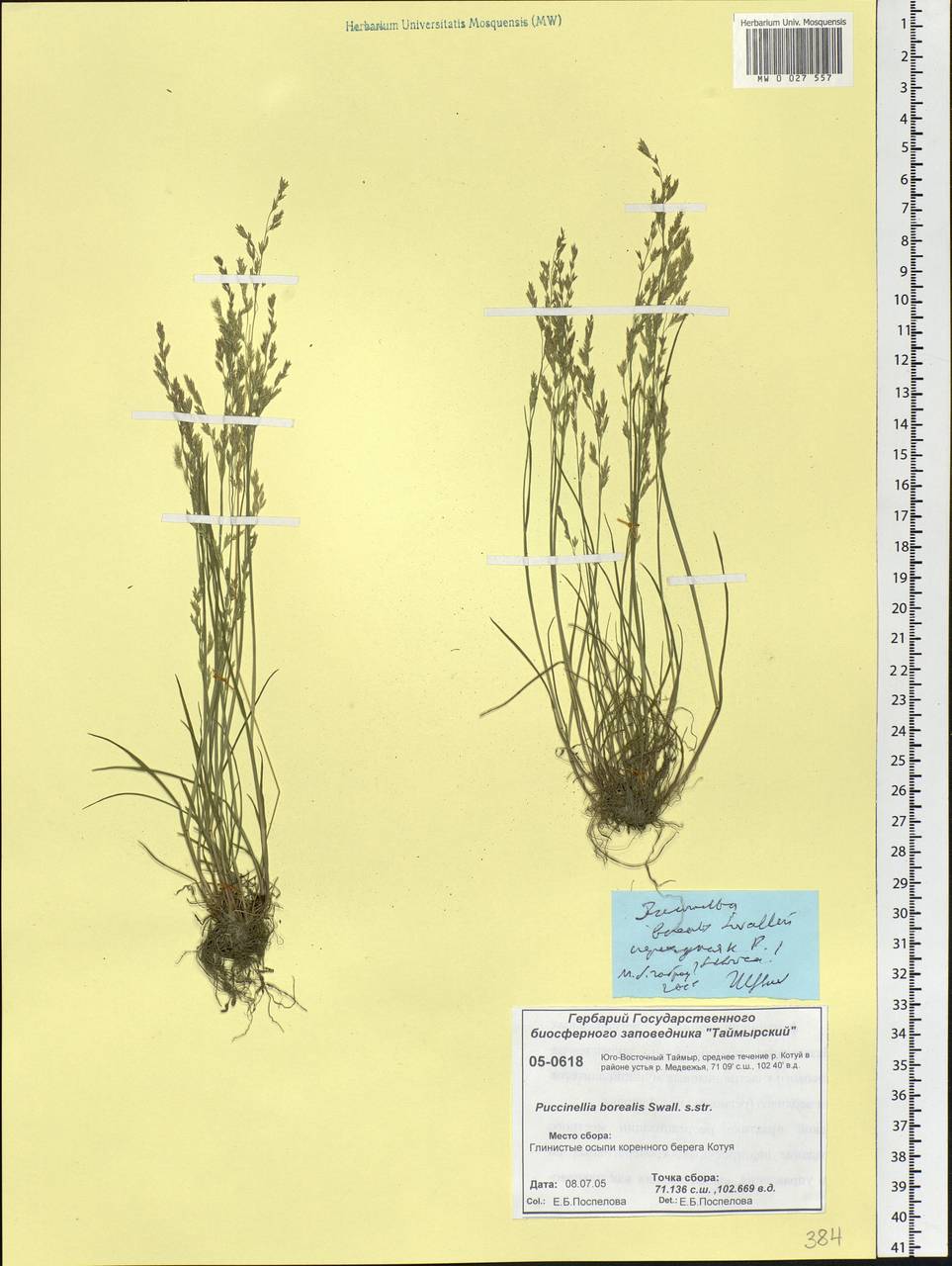 Puccinellia nuttalliana (Schult.) Hitchc., Siberia, Central Siberia (S3) (Russia)