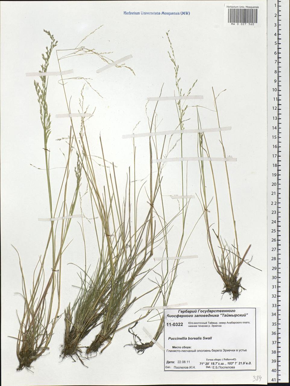 Puccinellia nuttalliana (Schult.) Hitchc., Siberia, Central Siberia (S3) (Russia)
