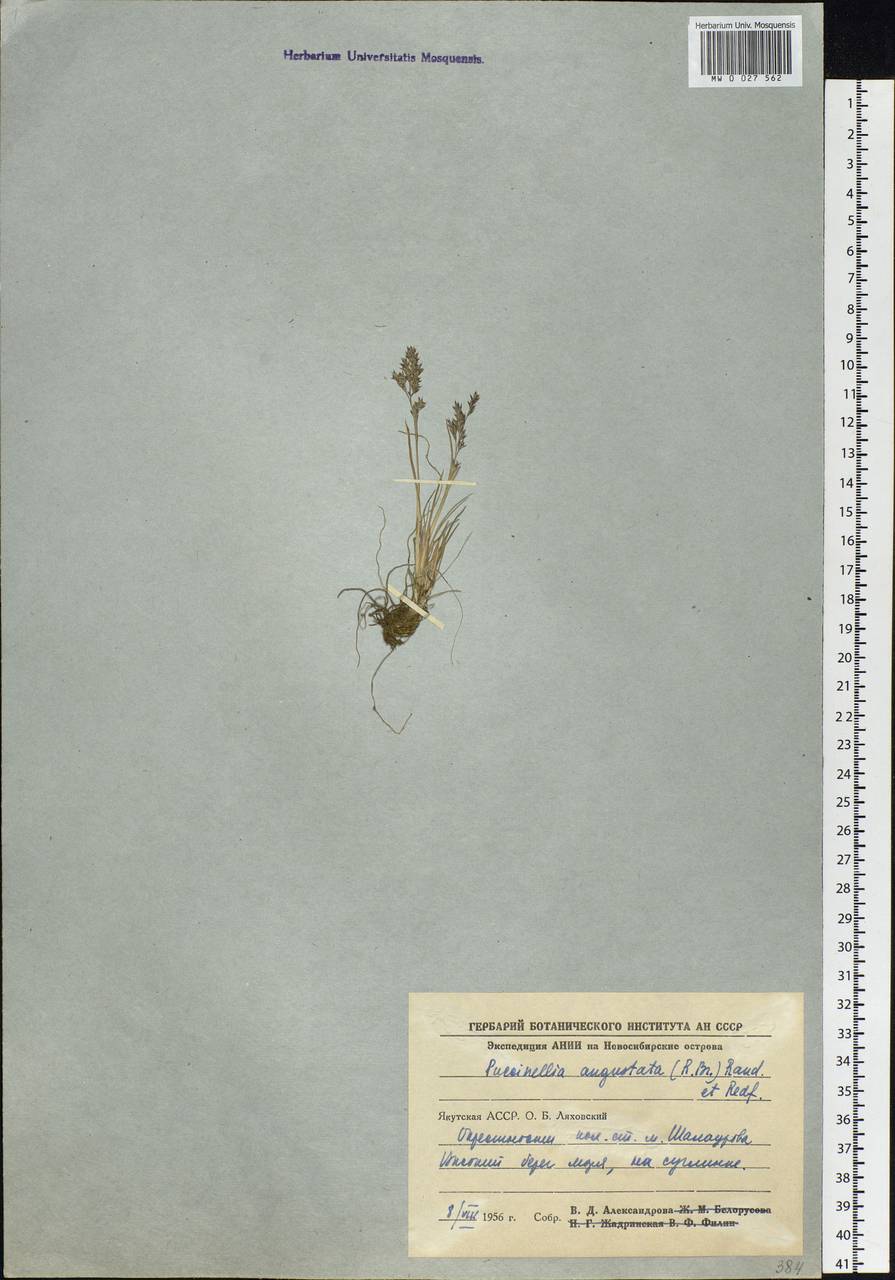 Puccinellia angustata (R.Br.) E.L.Rand & Redfield, Siberia, Yakutia (S5) (Russia)