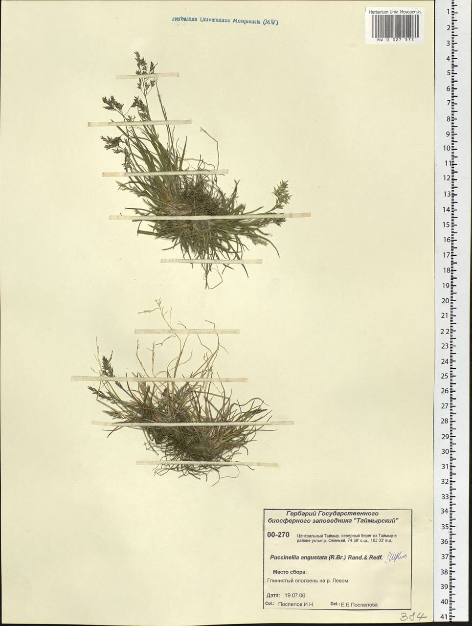 Puccinellia angustata (R.Br.) E.L.Rand & Redfield, Siberia, Central Siberia (S3) (Russia)