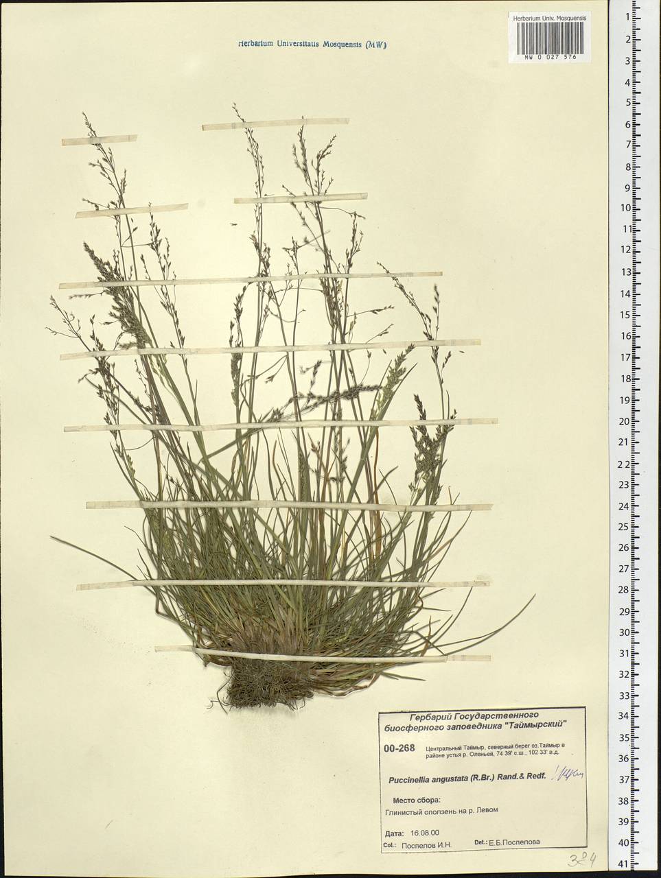 Puccinellia angustata (R.Br.) E.L.Rand & Redfield, Siberia, Central Siberia (S3) (Russia)