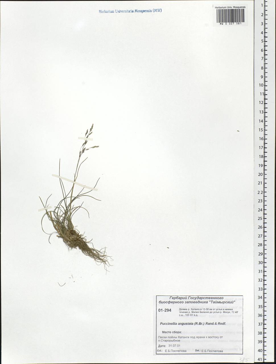 Puccinellia angustata (R.Br.) E.L.Rand & Redfield, Siberia, Central Siberia (S3) (Russia)