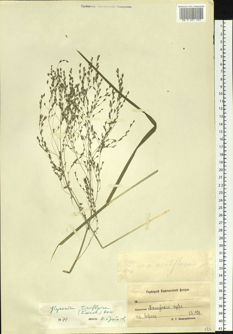 Glyceria lithuanica (Gorski) Gorski, Siberia, Chukotka & Kamchatka (S7) (Russia)