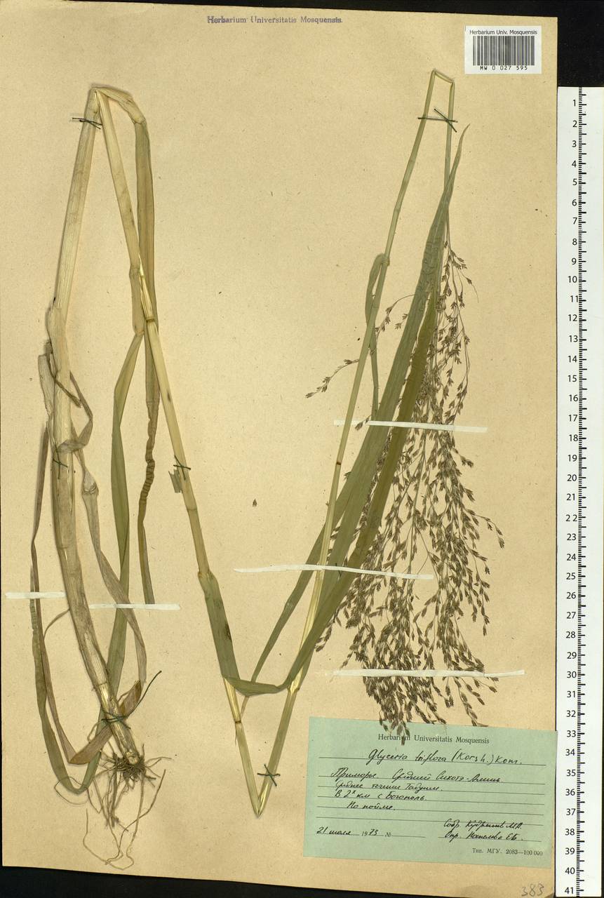 Glyceria lithuanica (Gorski) Gorski, Siberia, Russian Far East (S6) (Russia)