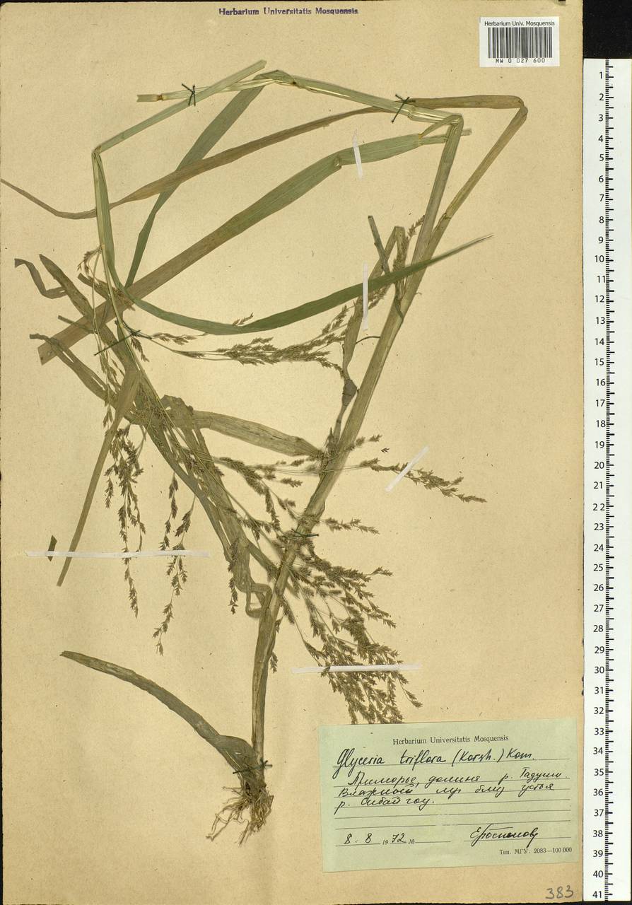 Glyceria lithuanica (Gorski) Gorski, Siberia, Russian Far East (S6) (Russia)