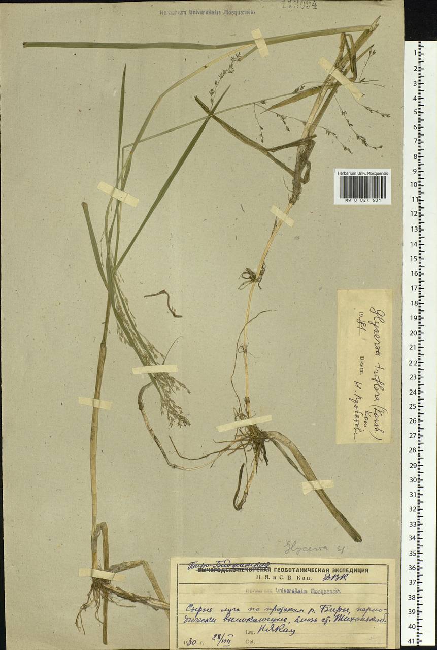 Glyceria lithuanica (Gorski) Gorski, Siberia, Russian Far East (S6) (Russia)