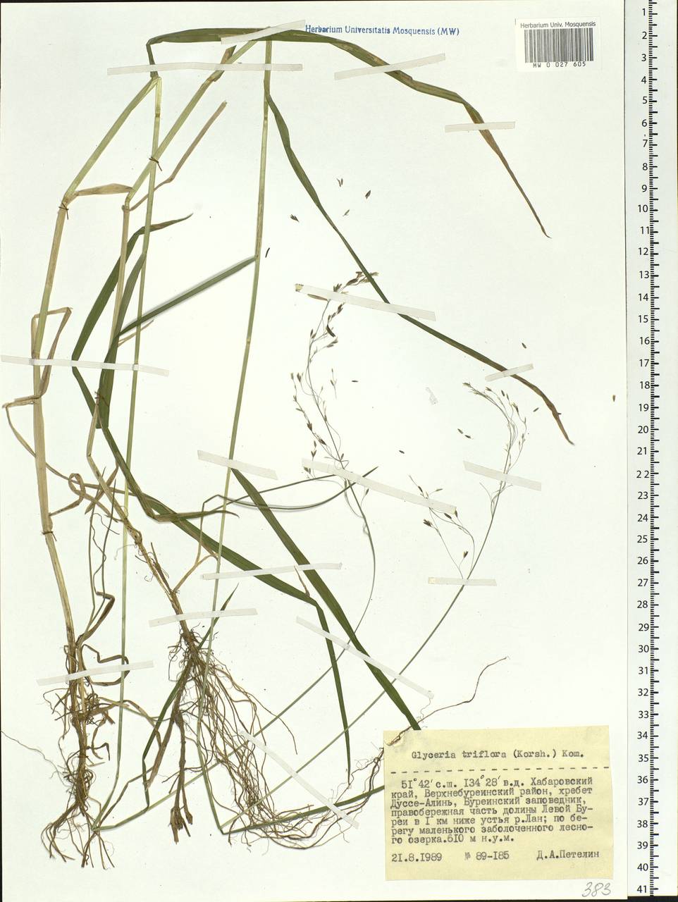 Glyceria lithuanica (Gorski) Gorski, Siberia, Russian Far East (S6) (Russia)