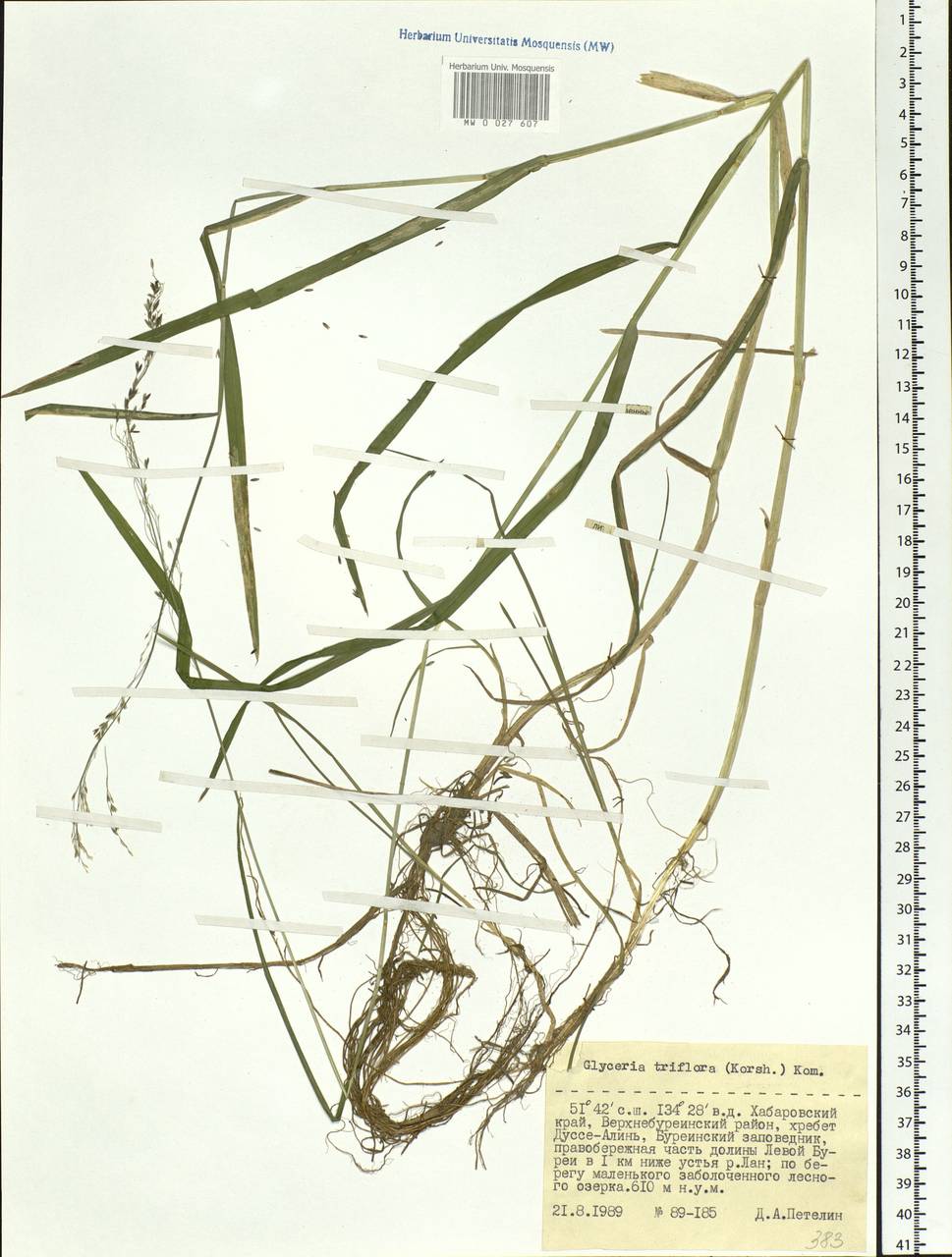 Glyceria lithuanica (Gorski) Gorski, Siberia, Russian Far East (S6) (Russia)