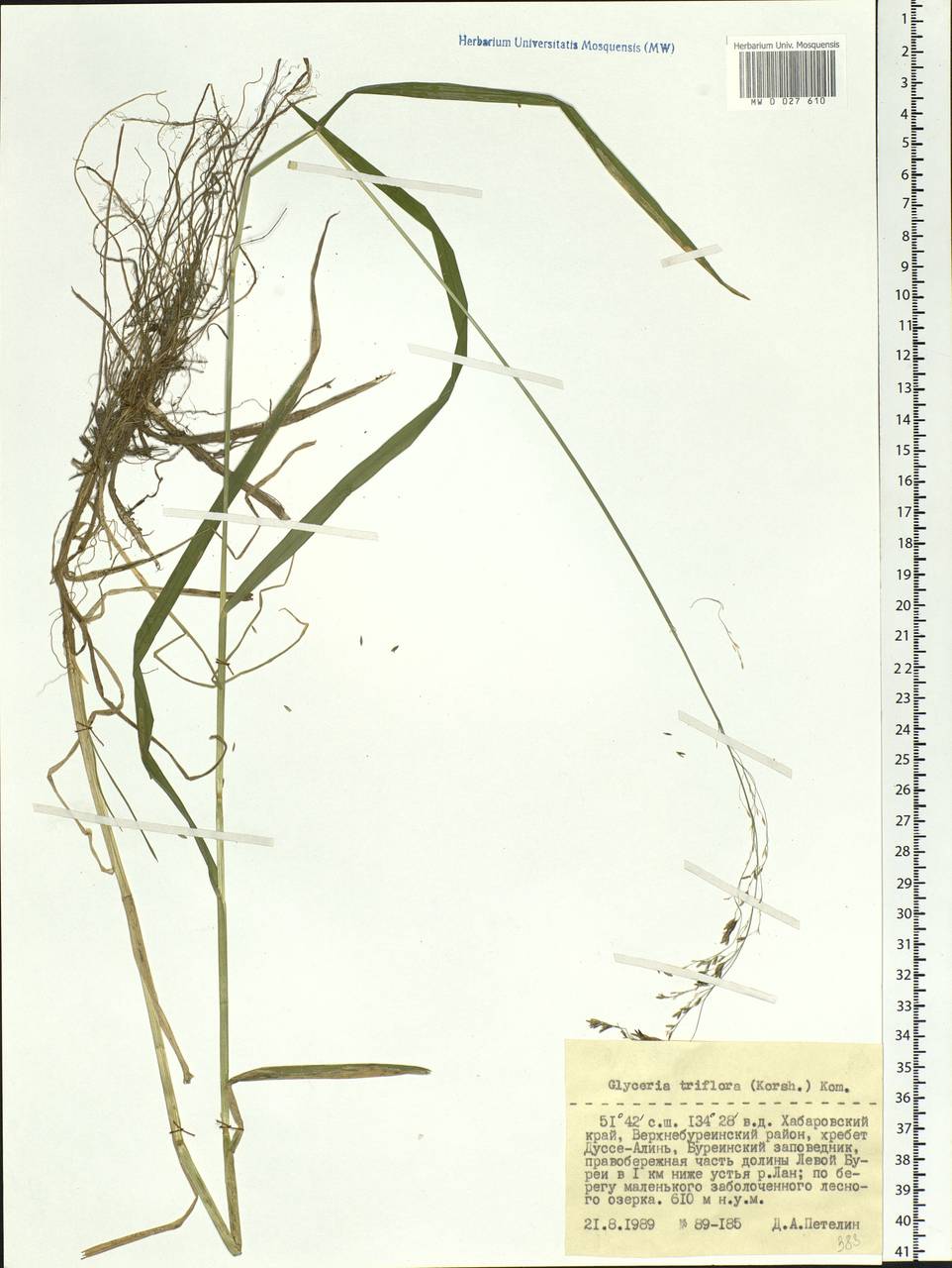 Glyceria lithuanica (Gorski) Gorski, Siberia, Russian Far East (S6) (Russia)