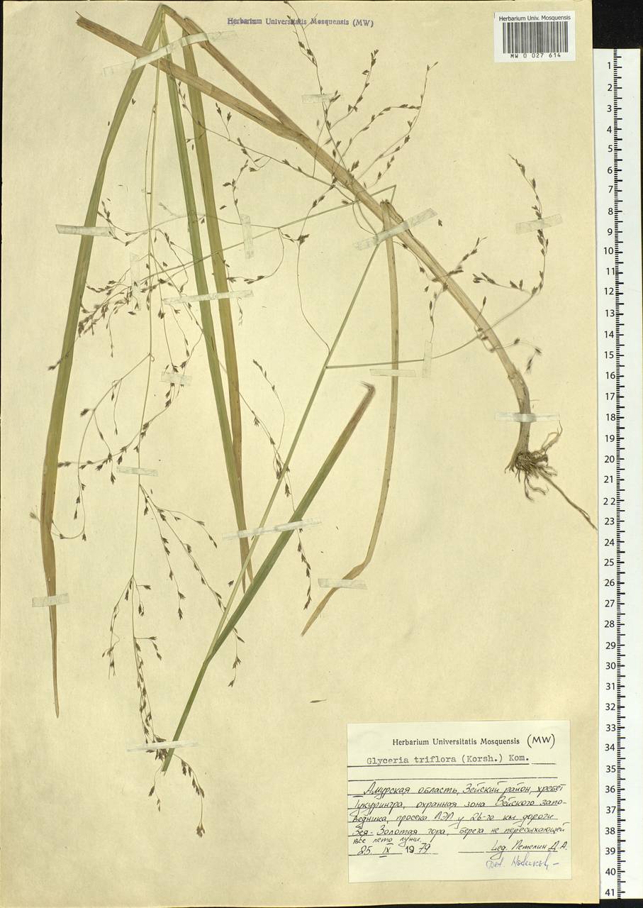 Glyceria lithuanica (Gorski) Gorski, Siberia, Russian Far East (S6) (Russia)