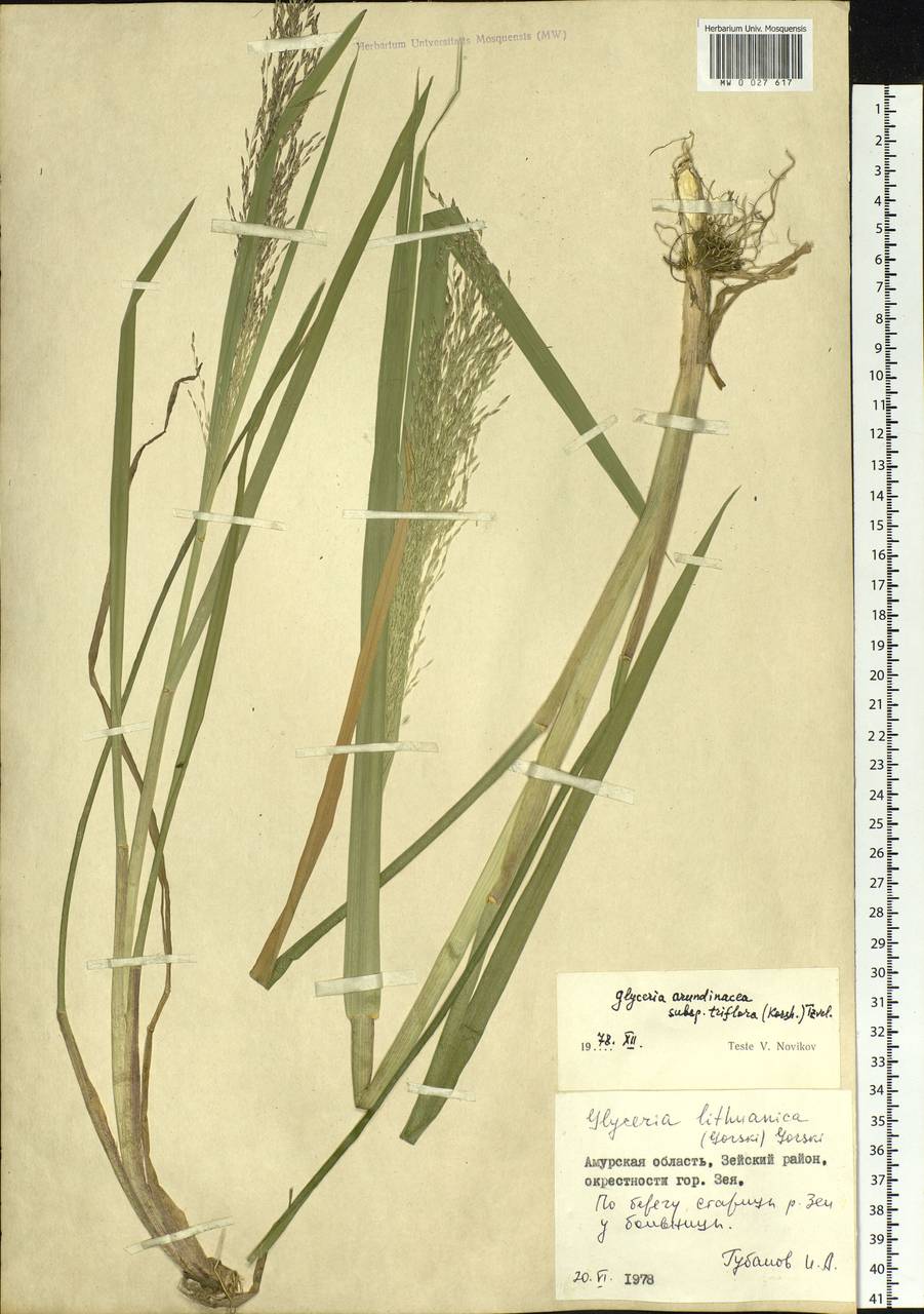 Glyceria lithuanica (Gorski) Gorski, Siberia, Russian Far East (S6) (Russia)