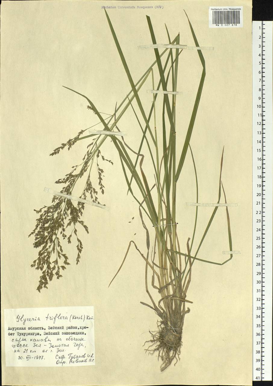 Glyceria lithuanica (Gorski) Gorski, Siberia, Russian Far East (S6) (Russia)