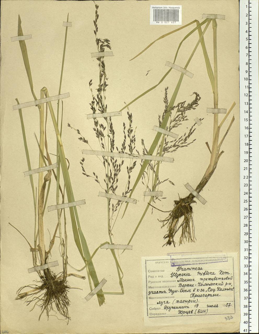 Glyceria lithuanica (Gorski) Gorski, Siberia, Yakutia (S5) (Russia)
