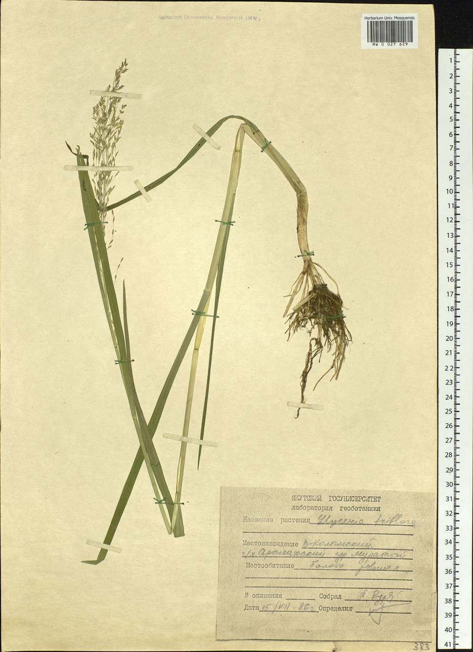 Glyceria lithuanica (Gorski) Gorski, Siberia, Yakutia (S5) (Russia)