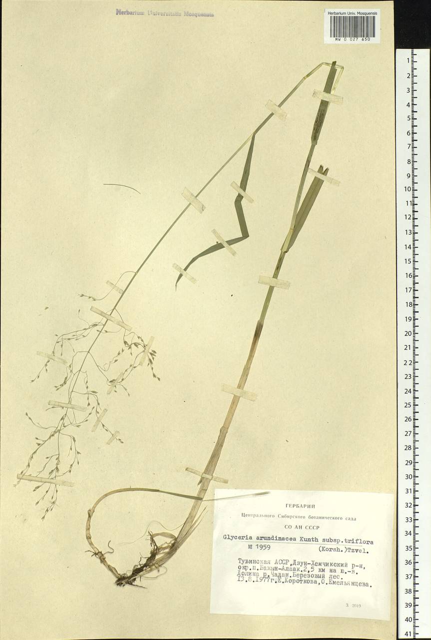 Glyceria lithuanica (Gorski) Gorski, Siberia, Altai & Sayany Mountains (S2) (Russia)